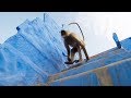 Des singes sacrés en mode Parkour - ZAPPING SAUVAGE