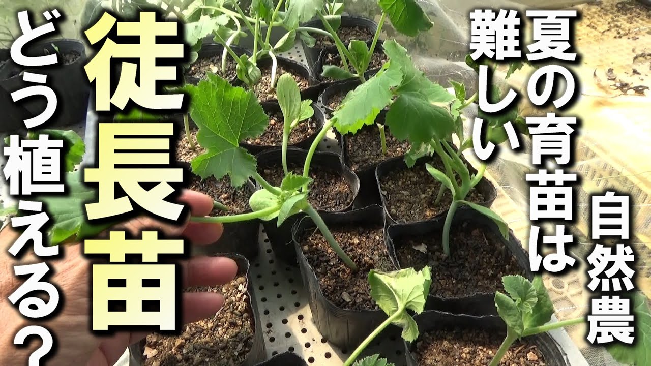 【自然農】深植えしてもいいの？「徒長苗」の植え方　2025年8月17日【natural farming】