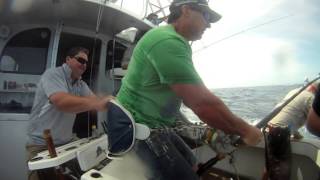 900lb black marlin on Iona Game Fishing, Cairns, Australia