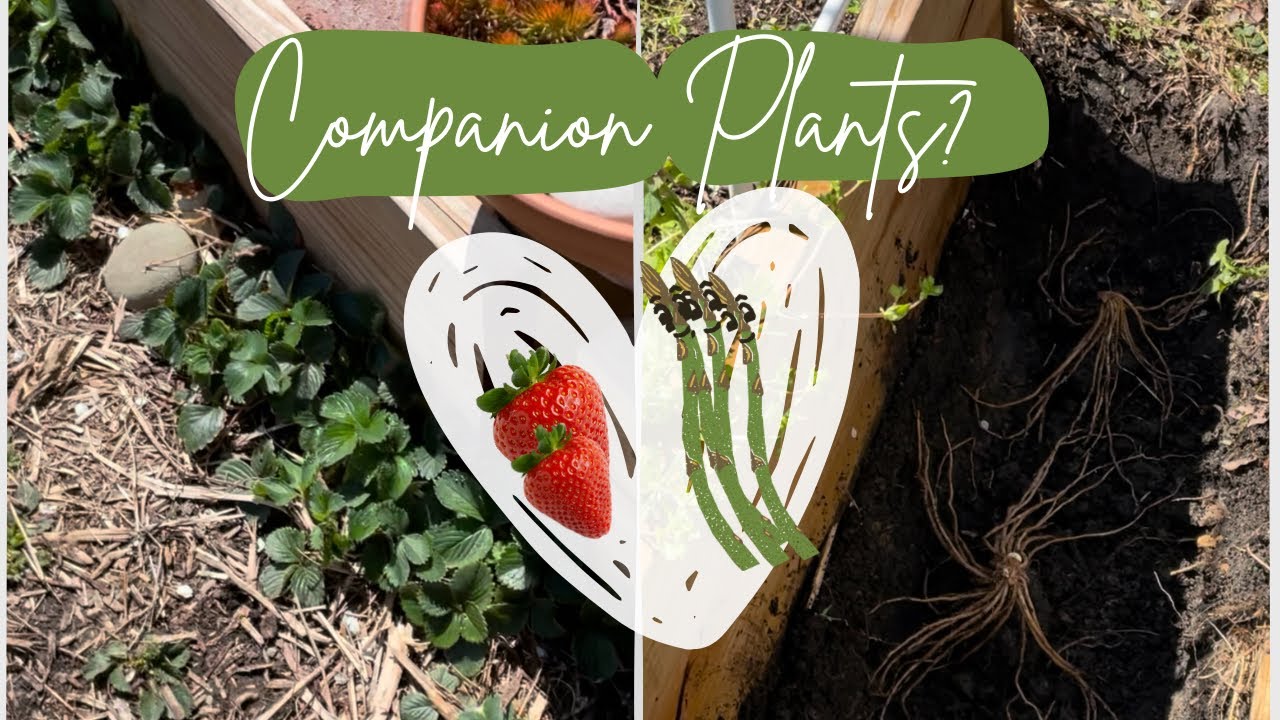 Companion planting asparagus and strawberries before the roots rot