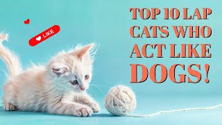 Top 10 Lap Cats Who Act Like Dogs!