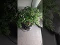 Showing how my plants are pruned