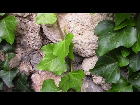 ПЛЮЩ НА СТЕНАХ ДОМА ОБЯЗАТЕЛЬНО НАДО ОМОЛАЖИВАТЬ!  ЗНАЕТЕ ПОЧЕМУ?