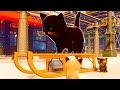 КОТЫ на САНКАХ #3 Первый снег в городе Play With Gilbert. Катаюсь на черепахе. Кид стал котенком