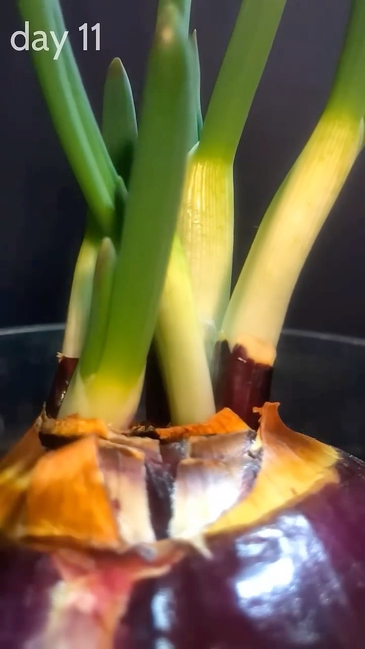 #JasonDeruloTV // Onion Growth #GotPermissionToPost From @nature_laapse #SlowLow