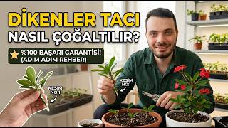 Dikenler Tacı Nasıl Çoğaltılır? Sağlıklı Çiçek Çoğaltma Ve Bakım Yöntemleri Rehberi