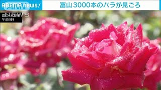 3000本のバラが見ごろ　富山・氷見市(2021年6月5日)