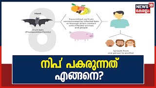Nipah Virus പകരുന്നത് എങ്ങനെ? | How Does Nipah Virus Spread ?