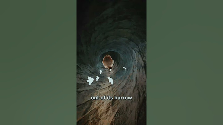 How a prairie dog vacuum work