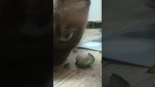 cat eat cucumber cute cat #shorts