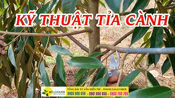 Cách tỉa cành sầu riêng | Kỹ thuật tỉa cành sầu riêng, hướng dẫn chăm sóc sầu riêng