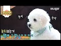 들어오시면 요런 귀요미 일곱 더 있어요ㅣBaby Bichon is cuteness overload.. But there's 7 more of them!