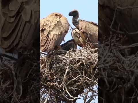 Video: Vulture is Aprašymas, nuotr