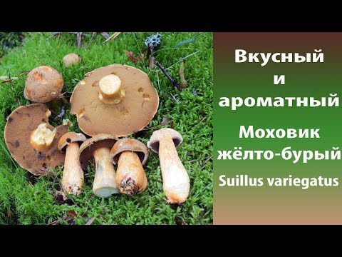 Вкусный и ароматный. Моховик жёлто-бурый.