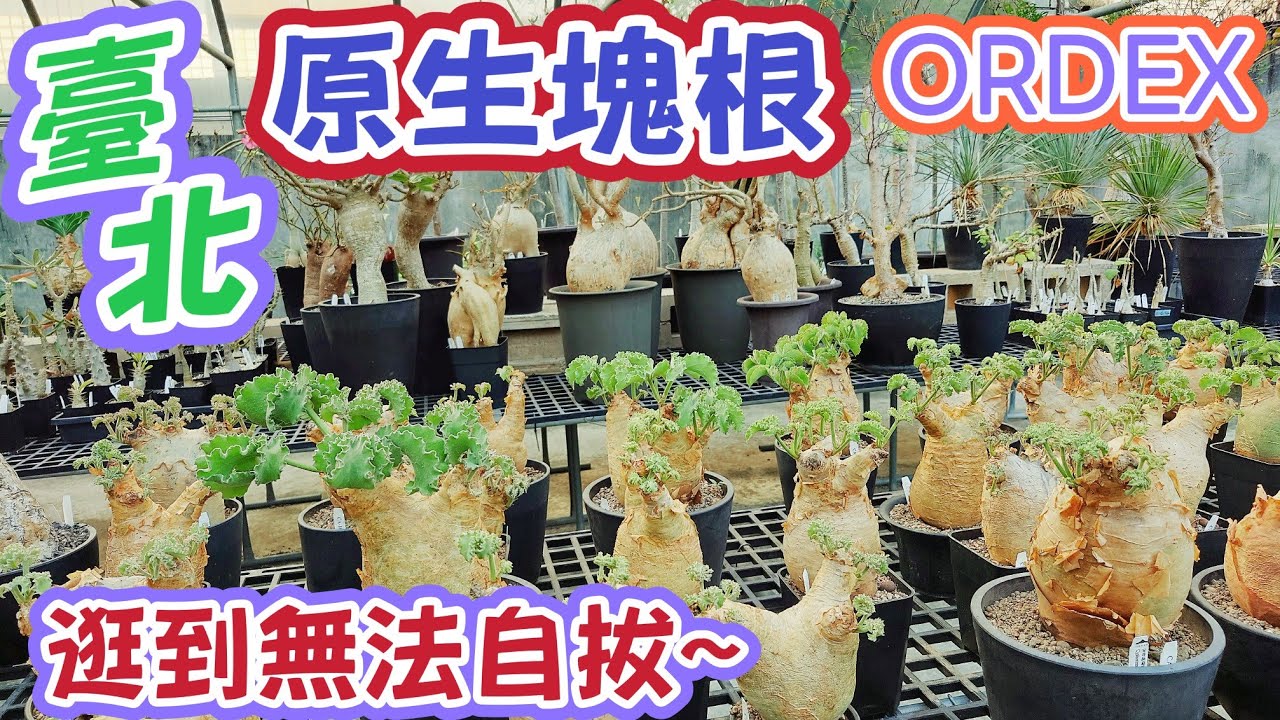 跟著阿郁逛］臺北原生塊根#塊根#塊根植物#龍舌蘭#多肉植物#多肉#盆景#盆栽#沙漠玫瑰#花園#植物#植物燈#生活#有趣#開箱#療癒#鹿角蕨#觀葉植物#花市#園藝#田尾#教學#花#栽培#秘訣#日常#台北