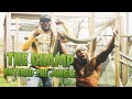 KAMARU USMAN GETTING OVER HIS FEAR OF SNAKES AND BREAKING MY RIBS!   |THE REAL TARZANN