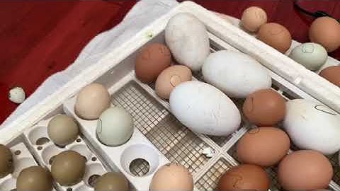 #10 Incubate quails just hatching  / Cận cảnh chim Cút mới nở