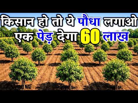 दुनिया की सबसे महंगी लकड़ी बिकती है इस पेड़ की | Agarwood ki kheti | Agarwood Farming In India