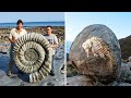 15 incredible animal fossils