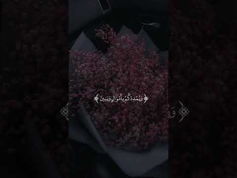 فقلت استغفروا ربكم انه كان غفارا كروما خلفية سوداء ماهر المعيقلي قرآن شاشة سوداء قرآن