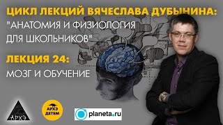 Вячеслав Дубынин: "Мозг и обучение" (Лекция 24)