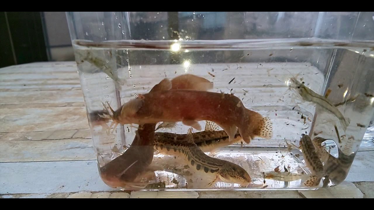 もんどりうけで取れたアカザ シマドジョウ ヌマエビ ウグイ フナ オイカワ ムギツク カワムツ Youtube