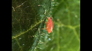 Science in Seconds - Discovering Interactions Between Plant and Insect Infecting Viruses