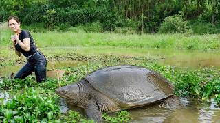 Harvesting Giant Softshell Turtles Living in Trees to Sell | Tree vs Water Turtles