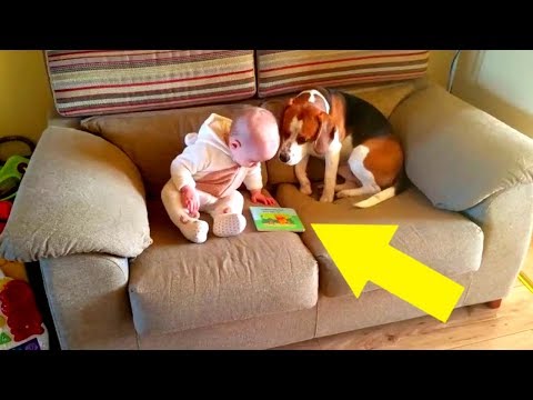 Video: Wie man eifersüchtige Hunde aufhält