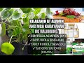 Kilalanin ang halamang gotu kola  centella asiatica plant  money plant homefoodgarden  naturer