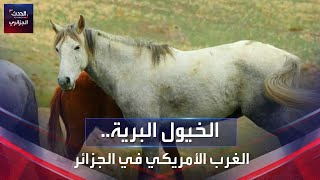 الخيول البرية..الغرب الأمريكي في الجزائر