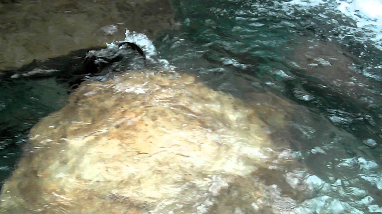 Sea Otters at the Chattanooga Aquarium in Tennessee - YouTube