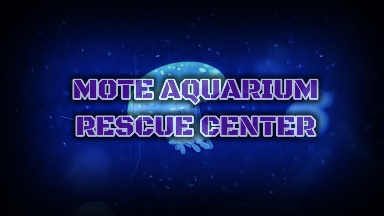 Rescue Center Mote Marine Lab & Aquarium YouTube
