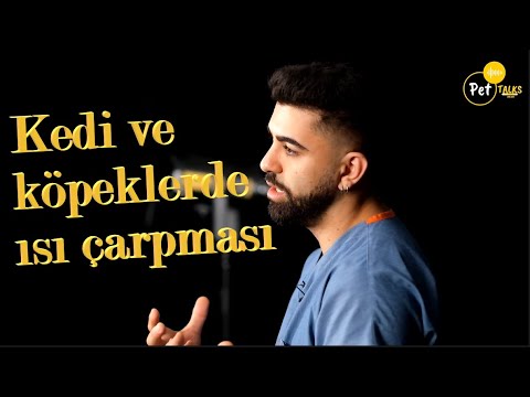 Video: Köpeklerde Sıcak çarpması Nasıl Belirlenir