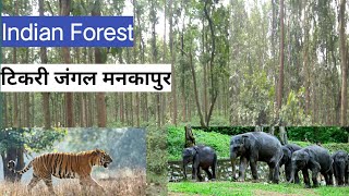 Indian Forest। टिकरी जंगल मनकापुर गोण्डा उत्तर प्रदेश। भारतीय वन।