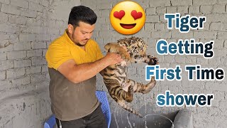 My Tiger Got First Time Shower | Rocky ny Pheli br shower le lia 😍 | Nouman Hassan |