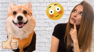 Комбинезон для Таффи / уже СЕДЕЮ / конкурс "хочу в видео к Таффи"😊 Комбинезон для Таффи / уже СЕДЕЮ / конкурс "хочу в видео к Таффи"😊