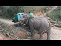 Incredible power an Elephant loading logs all by himself