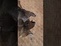ÁO LÀM TỪ DA CÁ 😳 | Đế Vương Công Nghệ