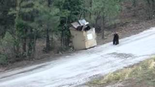 People rescue three bear cubs stuck in dumpster