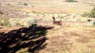 This What A Llama Alarm Sounds Like.