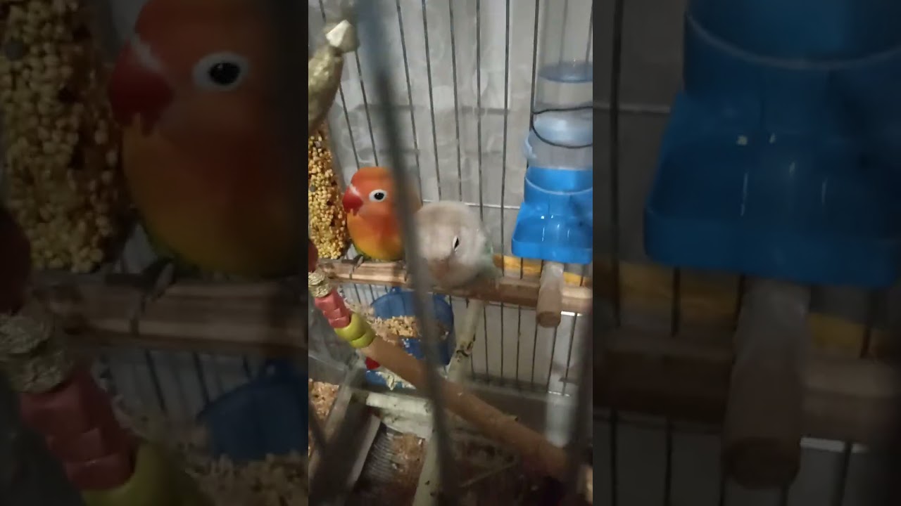 Capkinim ve mavişim limonumla hastre gideriyoruz🦜🦜🦜😊