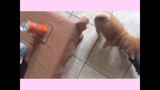 Shiba Inu, Triksi Trying To Help Clean Up