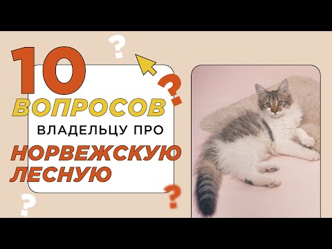 10 вопросов про норвежскую лесную кошку: описание породы, характер и стоимость