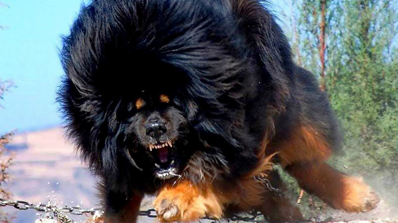 10 Strongest Dog Breeds