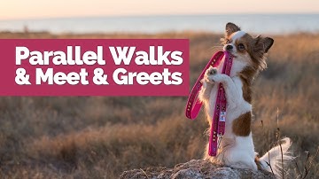 Setting up parallel walks and meet and greets for new dogs