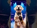 Star Performer Pets: Paws-itively Amazing Dog and Cat Dance #Pet #DogAndCatDance #StarPerformerPets