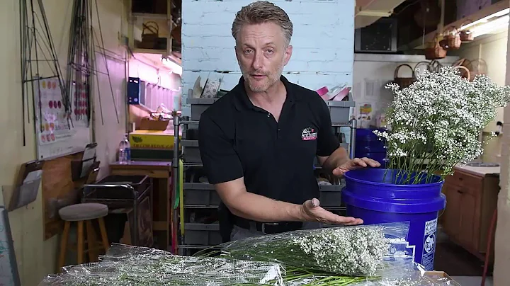 How to Process Babies Breath Prep