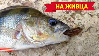 картинка: РЫБАЛКА на ЖИВЦА. ЗАКИДУШКИ и ХОДОВАЯ ДОНКА. Монтаж и особенности ловли.