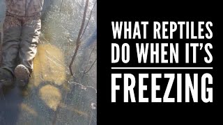 What Do Reptiles Do When It's Freezing Outside?